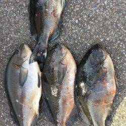 鵜来島家本渡船 釣果