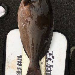 鵜来島家本渡船 釣果