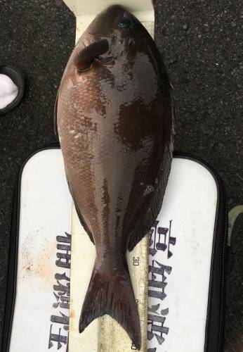 鵜来島家本渡船 釣果