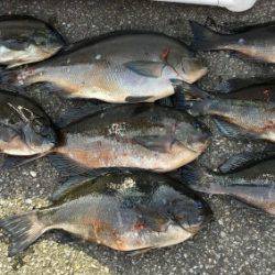 鵜来島家本渡船 釣果