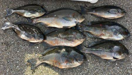 鵜来島家本渡船 釣果