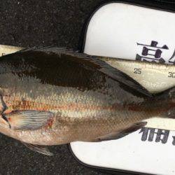 鵜来島家本渡船 釣果