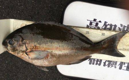 鵜来島家本渡船 釣果