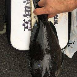 鵜来島家本渡船 釣果