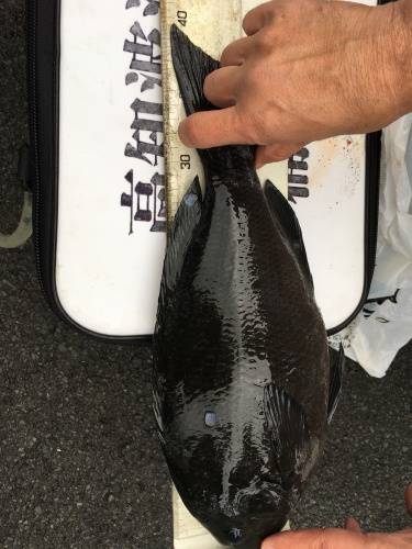 鵜来島家本渡船 釣果