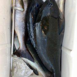 鵜来島家本渡船 釣果