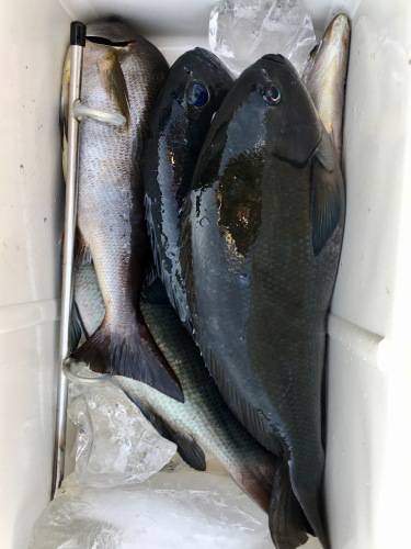鵜来島家本渡船 釣果