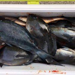 鵜来島家本渡船 釣果