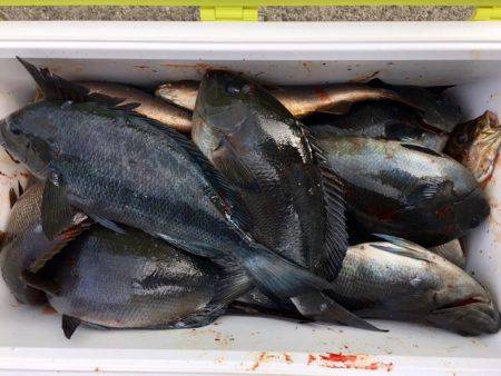 鵜来島家本渡船 釣果