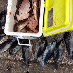 鵜来島家本渡船 釣果