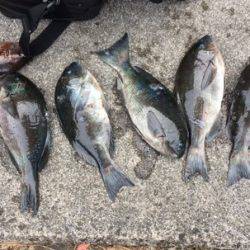 鵜来島家本渡船 釣果