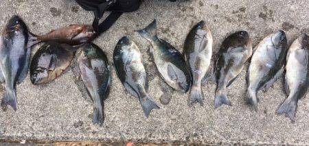 鵜来島家本渡船 釣果