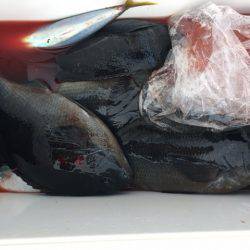 鵜来島家本渡船 釣果