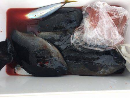 鵜来島家本渡船 釣果