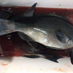 鵜来島家本渡船 釣果