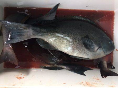 鵜来島家本渡船 釣果