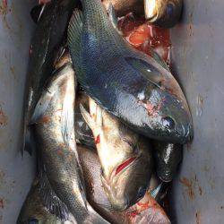 鵜来島家本渡船 釣果