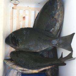 鵜来島家本渡船 釣果