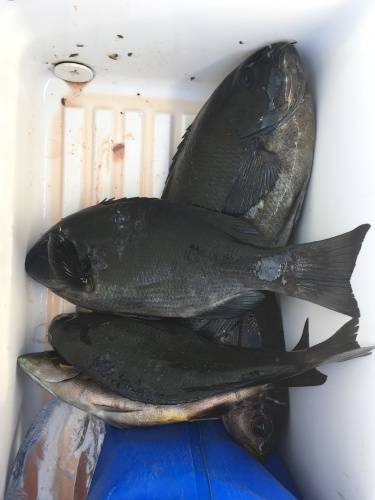 鵜来島家本渡船 釣果