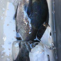 鵜来島家本渡船 釣果