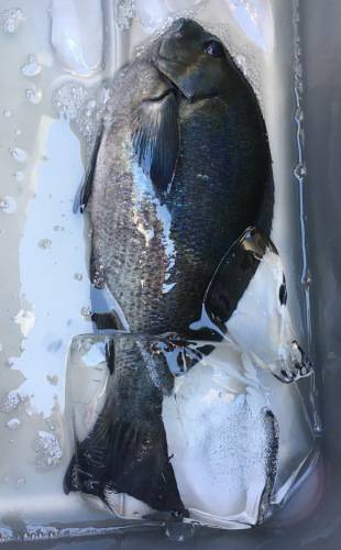 鵜来島家本渡船 釣果