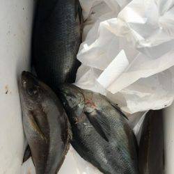 鵜来島家本渡船 釣果