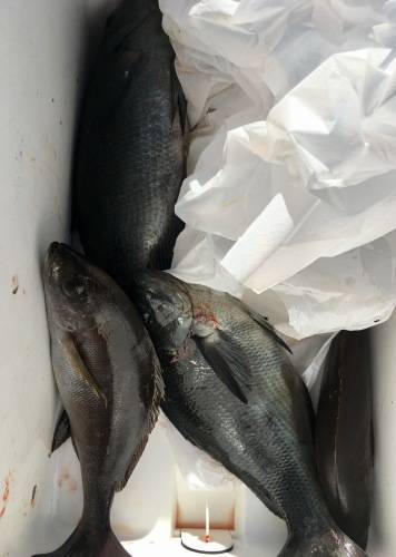 鵜来島家本渡船 釣果