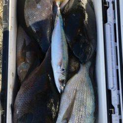 鵜来島家本渡船 釣果