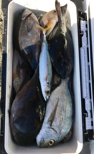 鵜来島家本渡船 釣果