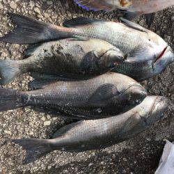 鵜来島家本渡船 釣果