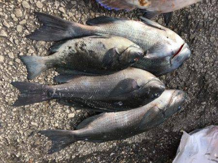 鵜来島家本渡船 釣果