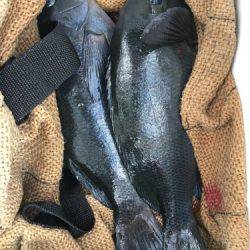 鵜来島家本渡船 釣果