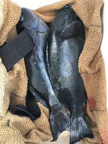 鵜来島家本渡船 釣果