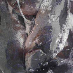 鵜来島家本渡船 釣果