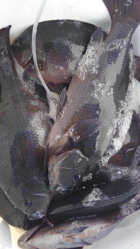 鵜来島家本渡船 釣果