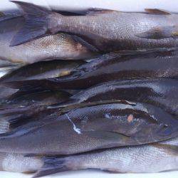 鵜来島家本渡船 釣果