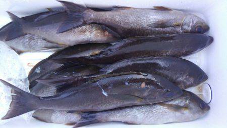 鵜来島家本渡船 釣果