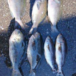 鵜来島家本渡船 釣果