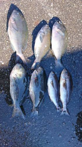 鵜来島家本渡船 釣果