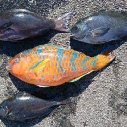 鵜来島家本渡船 釣果