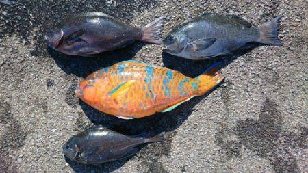 鵜来島家本渡船 釣果