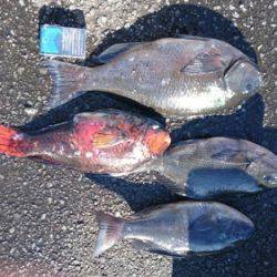 鵜来島家本渡船 釣果