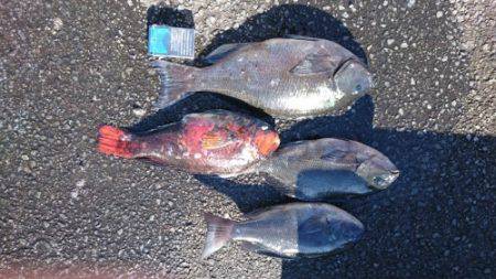 鵜来島家本渡船 釣果