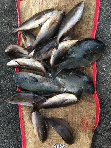 鵜来島家本渡船 釣果