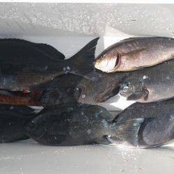 鵜来島家本渡船 釣果