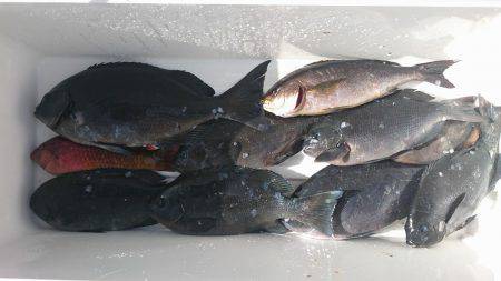 鵜来島家本渡船 釣果