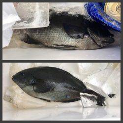 鵜来島家本渡船 釣果