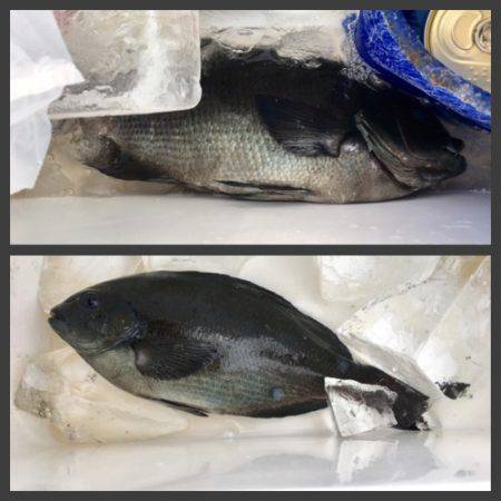 鵜来島家本渡船 釣果