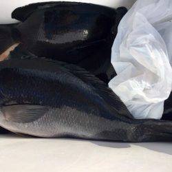 鵜来島家本渡船 釣果