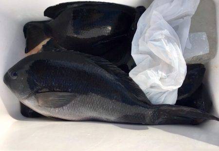 鵜来島家本渡船 釣果